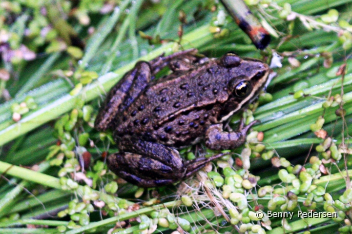 butsnudede froe IMG_9550.jpg - Butsnudede frø (Rana temporaria)